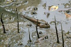 Periophthalmodon schlosseri