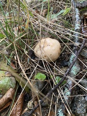 Tricholoma grave