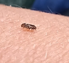 Pachypsylla celtidisvesicula