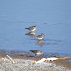 Calidris minutilla