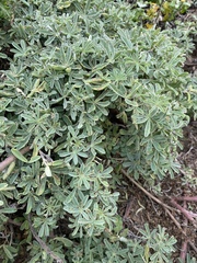 Lupinus arboreus