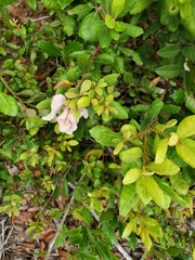 Exobasidium ferrugineae