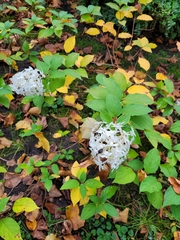 Hydrangea paniculata