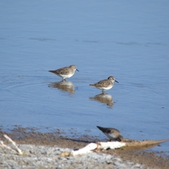 Calidris minutilla