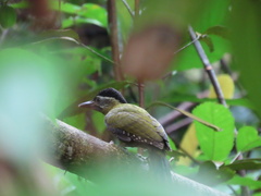 Picus vittatus