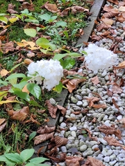 Hydrangea paniculata