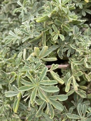 Lupinus arboreus