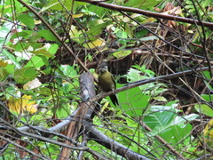Picus vittatus