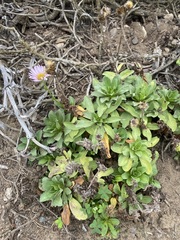 Erigeron glaucus