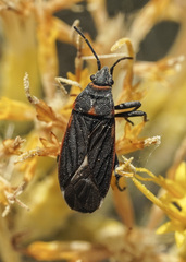 Melacoryphus lateralis