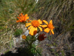 Jacobaea abrotanifolia