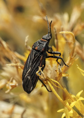 Melacoryphus lateralis