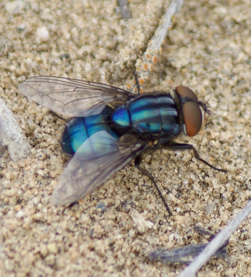 Compsomyiops fulvicrura