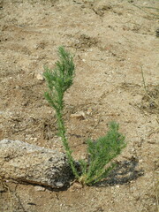Lophiocarpus polystachyus