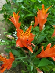 Alstroemeria ligtu simsii
