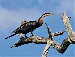 Anhinga rufa
