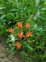 Alstroemeria ligtu simsii