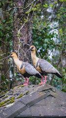 Theristicus melanopis