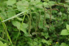 Carex pendula