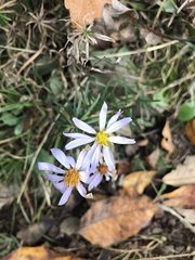 Ionactis linariifolia