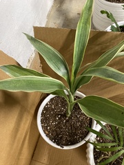 Dracaena sanderiana