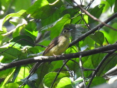 Tricholestes criniger