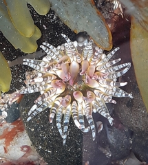 Aulactinia verrucosa