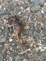 Rodentia