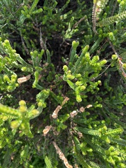 Baeckea imbricata