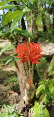 Hibiscus schizopetalus