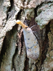 Pyrops watanabei