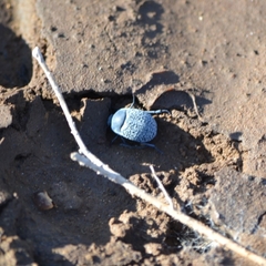 Eusattus reticulatus