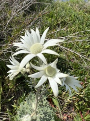 Actinotus helianthi