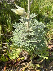 Actinotus helianthi
