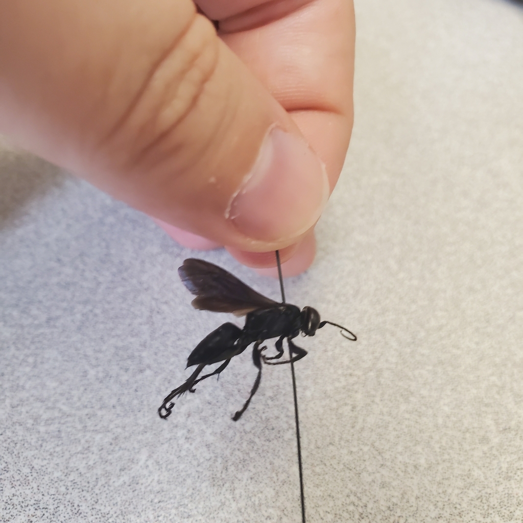 Leptolarra
