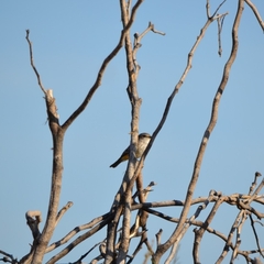 Pyrocephalus rubinus