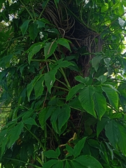 Syngonium angustatum