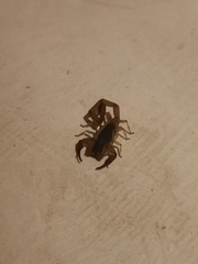 Centruroides ochraceus