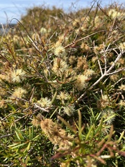 Melaleuca nodosa
