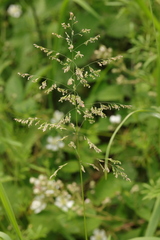 Poa trivialis