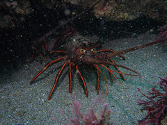 Panulirus interruptus