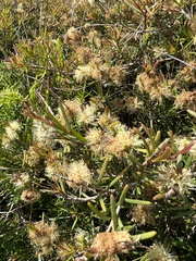 Melaleuca nodosa