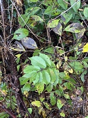 Ulmus americana