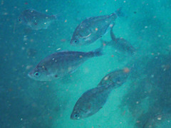 Hyperprosopon argenteum