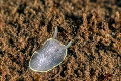 Acanthodoris hudsoni