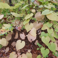 Aristolochia macrophylla