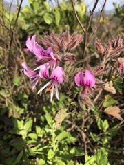 Pelargonium cordifolium