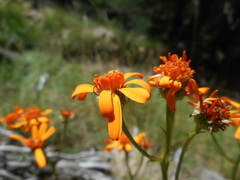 Jacobaea abrotanifolia