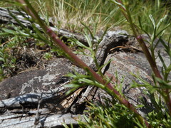 Jacobaea abrotanifolia