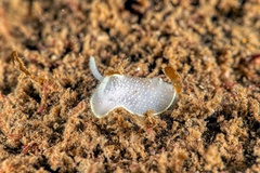 Acanthodoris hudsoni